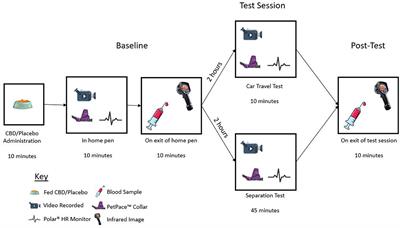 A single dose of cannabidiol (CBD) positively influences measures of stress in dogs during separation and car travel